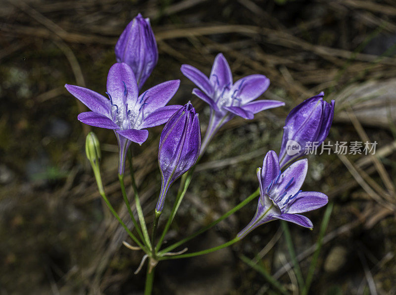 三胞胎百合Triteleia bridgesii(以前的Brodiaea bridgesii)被称为Bridges’Brodiaea。它生长在加州和俄勒冈州的丘陵和低海拔山区，经常生长在蛇形土壤地区。Asparagaceae,中期